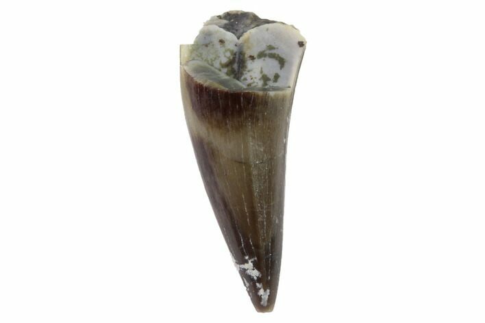 Fossil Phytosaur Tooth - Arizona #88613